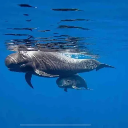 Americas Camison Con Piscina 10 Tenerife365
